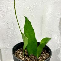 月下美人,月下美人,鉢植えの画像