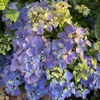 PW ラグランジア クリスタルヴェール 2,お花,花木,紫陽花 アジサイ あじさい,おうち園芸の画像