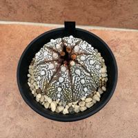 ハオルチア,多肉植物,ユーフォルビア,agave,アロエ属の画像