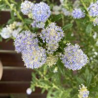 ライラック,カリフォルニアライラック,カリフォルニアライラック,季節の花,花屋の店先の画像