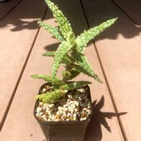 アロエ,アロエ  ハイブリッド,多肉植物,プレステラ90,アロエハイブリッド界隈の画像