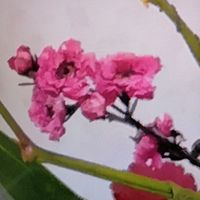 ギョリュウバイの画像