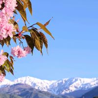 サクラ,八重桜,さくら サクラ 桜,お花,ピンクの花の画像