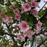 ガーベラ,ストック,河津桜の画像