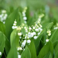 スズラン,花のある暮らし,植中毒,岩手県,東北の画像