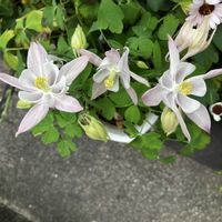 オダマキ,庭の花,いいねをありがとうございます¨̮♡︎,GSのみなさんに感謝♡︎ʾʾの画像