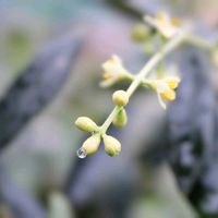アジサイ,アジサイ,オリーブ,タケ,山紫陽花の画像