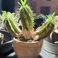 笹蟹丸,多肉植物,ユーフォルビアの画像
