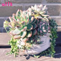 ピーチネックレス,ダシフィルム,名無し,名無し,寄せ植えの画像