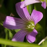 ムラサキカタバミ,山野草の画像
