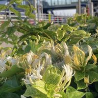 スイカズラ,ハニーサックル,スイカズラ ハニーサックル,季節の花,綺麗✨の画像