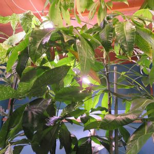 パキラ,パキラ ミルキーウェイ,パキラ・グラブラ,パキラ・アクアティカ,観葉植物の画像