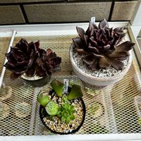 E.サンタバーバラ,ブラックマディバ,多肉植物,葉挿し,GSのみなさんに感謝♡の画像