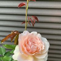 バラ,薔薇,キャンドスビューティー,ばら,バラ（薔薇）の画像