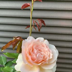 バラ,薔薇,キャンドスビューティー,ばら,バラ（薔薇）の画像