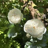 白い花,シェードガーデン,白い水曜日♡,小さな庭の画像