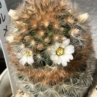 サボテン,カルメナエ,縮玉,サボテンの花,ベランダガーデニングの画像