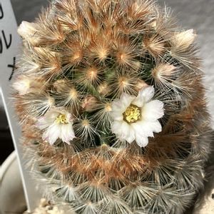 サボテン,カルメナエ,縮玉,サボテンの花,ベランダガーデニングの画像