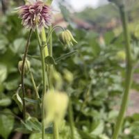 オダマキ,ヒヤシンス,チョウジソウ,オダマキノラバロー,コデマリ 黄金葉の画像
