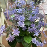 紫陽花 ダンスパーティー,クチナシ　八重咲き,デンドロビウム フォーミディブル 竜馬,クチナシ 一重咲き,イワサキクサゼミの画像