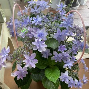 紫陽花 ダンスパーティー,クチナシ　八重咲き,デンドロビウム フォーミディブル 竜馬,クチナシ 一重咲き,イワサキクサゼミの画像