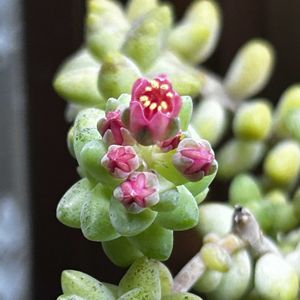 ビアホップ ,新玉つづり（ビアホップ）,多肉植物,多肉の花芽の画像
