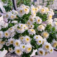クレマチス,マトリカリア,小菊,フランス小菊（マトリカリア）,ガーデニングの画像