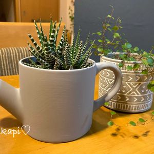 アボカド,十二の巻,多肉植物,エアプランツ,観葉植物の画像