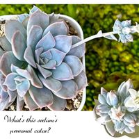 多肉植物,セダム属,多肉大好き,放置栽培,タニラーの画像