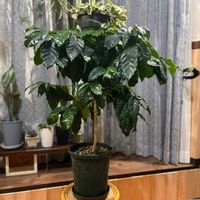 コーヒーの木の画像