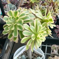 艶日傘,艶日傘,多肉植物,アエオニウム,アエオニウム属の画像