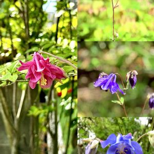 春の花,西洋オダマキ,花言葉,山野草,花のある暮らしの画像