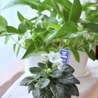 ポトス,姫バラ　ほほえみルージュ,セントポーリア ミナ,セントポーリア ステファニー,ばら バラ 薔薇の画像