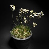 オーニソガラム,球根植物,ケープバルブ,開花中,バルコニストの画像