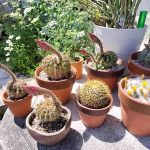 サボテン,サボテン,チリアヤメ,チリアヤメ,ニンジンの画像