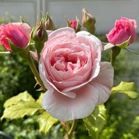 ナエマ,ナチュラルガーデン,バラ大好き,お庭の花たち,花と暮らすの画像
