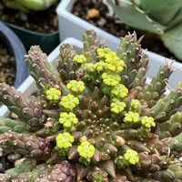 孔雀丸,ユーフォルビア　フラナガニー,ユーフォルビア,花のある暮らし,緑のある暮らしの画像