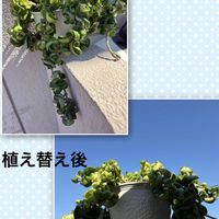 マツバギク,マツバギク,ホヤ・カルノーサ・コンパクタ,コロニラ バレンティナ バリエガーター,植え替えの画像