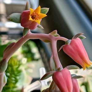 多肉植物,多肉寄せ植え,多肉の花,多肉女子,おうち園芸の画像