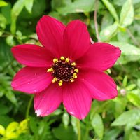 チョコレートコスモス,可愛い〜♡,カラフルお花,優しい色合い♡,癒やされての画像