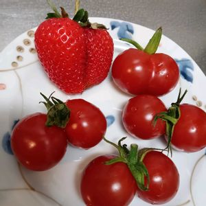カラー,カラー,ジャーマンアイリス,ジャーマンアイリス,バラの画像