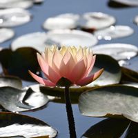 スイレン,温帯スイレン,水生植物,平塚花菜ガーデン,神奈川県の画像