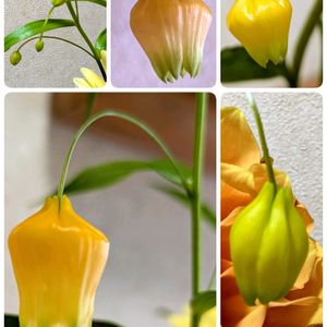 サンダーソニア,切り花,玄関内側の画像