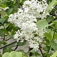 ライラック,斑入りハクチョウゲ,セイヨウイボタノキ,ハクチョウゲ(ピンク色),花と緑のある暮らしの画像