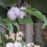 オドリコソウ,ノイバラ,ムベ,サワフタギ,シロバナオドリコソウの画像