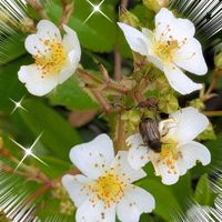 アグロステンマ,アマリリス,オルラヤ,カーネーション,クレマチスの画像