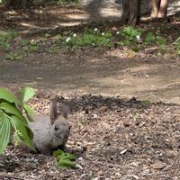 ニリンソウ,ニリンソウ,ユキザサ,帯廣神社⛩️,白い花の画像