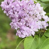 アリウム,ライラック,ピエールドゥロンサール,花と蝶々,ばら バラ 薔薇の画像