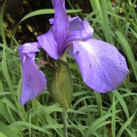 カキツバタ,ハナショウブ,ハナショウブ「青水晶」の画像