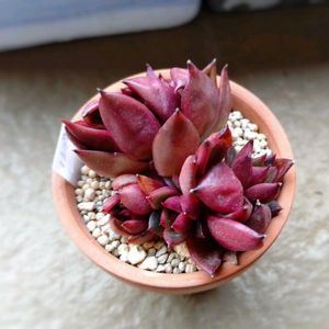 ルブラ,多肉植物,北海道タニラー,ベランダの画像